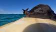 Canguru é resgatado por surfistas em alto mar na Austrália