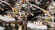 Guia flagra briga entre duas cobras em Bonito (MS)