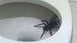 Mulher vai ao banheiro de madrugada e se depara com aranha gigante no vaso sanitário