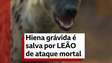 Hiena grávida é salva por leão de ataque mortal