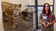 Bióloga atualiza estado de saúde de leoa após incidente em zoológico de João Pessoa: ‘Está muito bem’