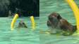 Macaco é flagrado nadando com boia na Tailândia