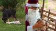 Papai Noel encontra cadela com seis filhotes e resgata todos no Natal