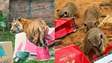 Zoológico de SP organiza ‘Natal’ para os animais