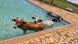 Quatro vacas caem em piscina de clube em Minas Gerais