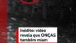 Onças também miam? os registros inéditos dos sons emitidos por esses animais