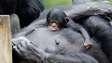 Bebê chimpanzé vira o mais novo integrante do Zoológico de SP, e nome será escolhido pelo público