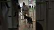Cachorrinha que chegou filhote ao Aeroporto completa treinamento e integra equipe da PF #shorts