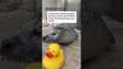 Foca de 32 anos viraliza ao demonstrar seu amor por patos de borracha #shorts rts