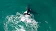 Drone capta baleia-jubarte dando saltos no litoral de São Paulo