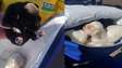 Filhotes de cachorro são salvos por coletores minutos antes de compactação em caminhão de lixo em SP