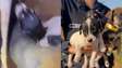 Filhotes de cachorro abandonados em lixão são resgatados pela PM no DF