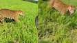 Onça-pintada corre ao lado de fazendeiro em lavoura em Mato Grosso