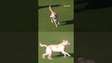 Cachorro invade campo durante partida na Argentina #shorts