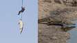 Entenda a história por trás da imagem do crocodilo içado por helicóptero na África do Sul