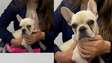 Cachorrinha que ingeriu pedras de crack recebe alta da UTI e será adotada por PM que fez o resgate