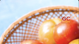 Você provavelmente guarda tomate do jeito errado; saiba como conservar