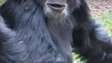 A primeira 'guerra civil' entre chimpanzés registrada por cientistas