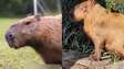 Capivara espancada por grupo de homens no RJ é devolvida à natureza após dois meses de tratamento