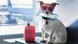 5 cuidados essenciais antes de viajar de avião com seu pet