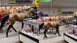 Cavalo é flagrado trotando em supermercado no Recife e viraliza