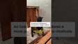 Vídeo mostra treinamento dos novos filhotes do Batalhão de Ações com Cães da PM no Rio #shorts