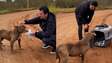 Pitbull abandonado é resgatado após dias enfrentando frio no Rio Grande do Sul