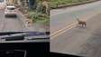 Caminhoneiro deixa cachorro passar em meio ao trânsito de rodovia em MG
