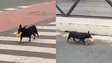 Cachorrinha viraliza ao buscar pastel todos os dias em lanchonete de SC há 5 anos