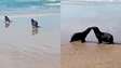 Lobos-marinhos se reencontram e dão 'beijinho' após soltura em Florianópolis