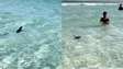 Pinguim é visto nadando em meio aos banhistas em Arraial do Cabo, no RJ