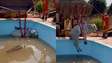 Bombeiros usam escavadeira para resgatar boi que caiu em piscina em Mato Grosso