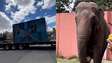 Sob protestos de moradores, elefante Sandro é transferido de zoológico em Sorocaba para santuário em MT