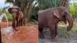 Elefante Sandro curte os primeiros dias em seu novo lar com passeios ao ar livre e melancia