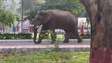 Elefante é flagrado fazendo ‘passeio’ por parque na Índia; veja vídeo