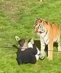 Homem morre após pular em jaula de tigre em zoológico na Inglaterra