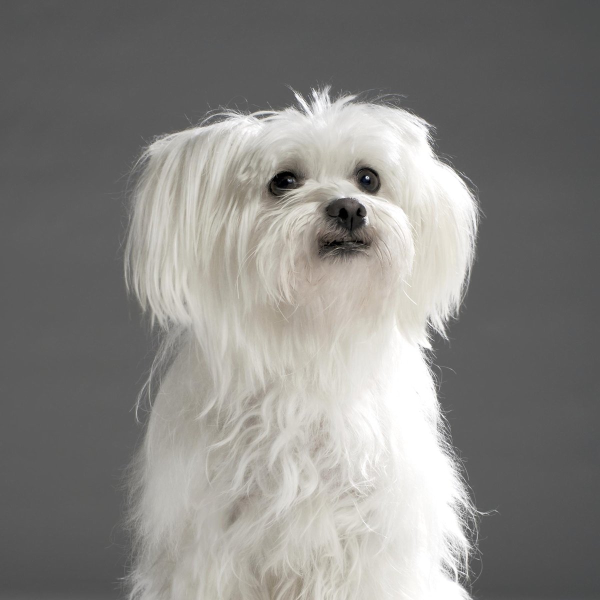 Poodle maltês clearance