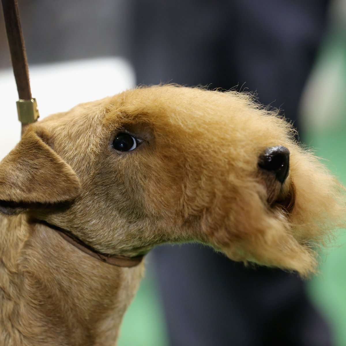 Raças raras de cachorro Clearance