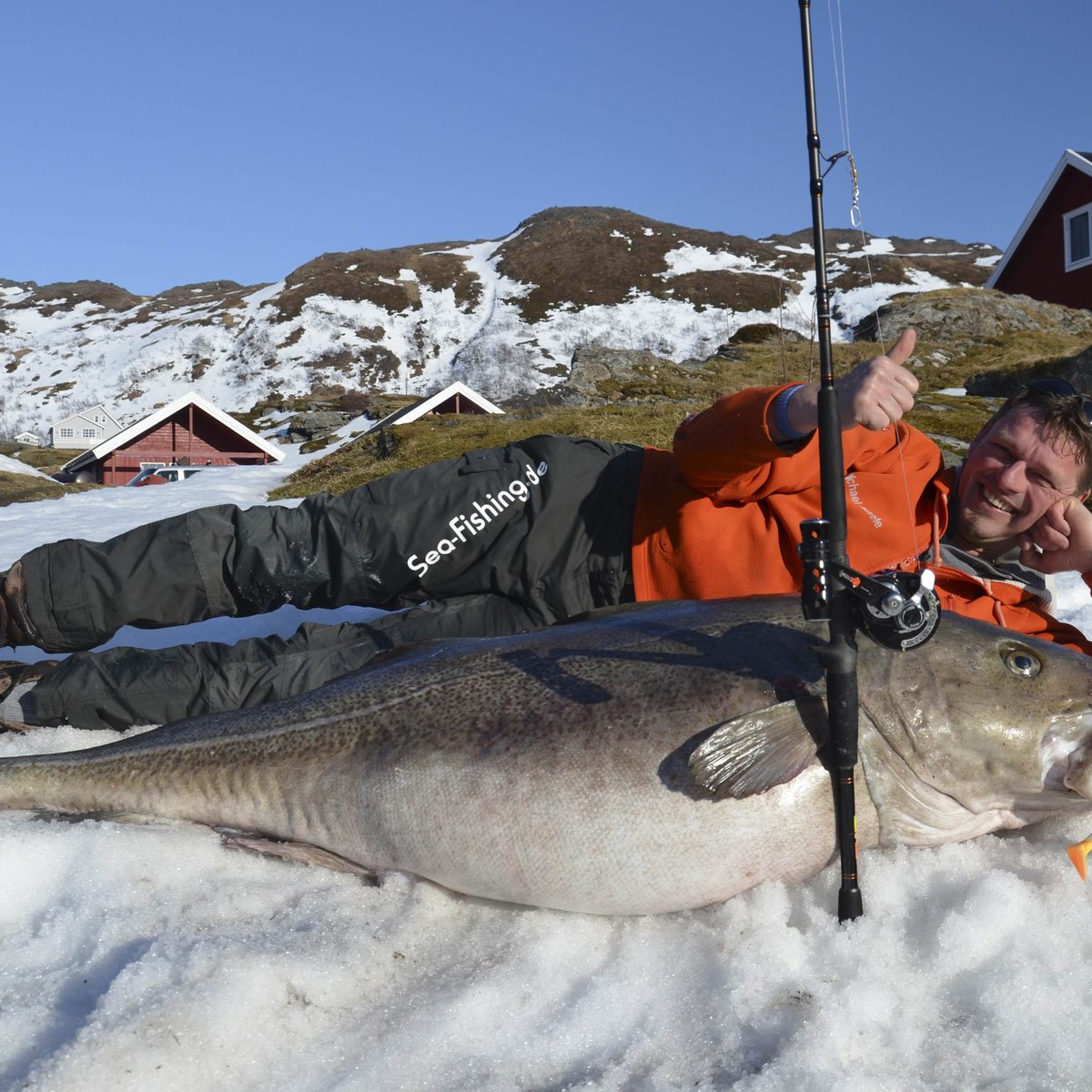 Animais Em Abril Pescador Captura Bacalhau Gigante Na Noruega Seja na itália, noruega, espanha. pescador captura bacalhau gigante na