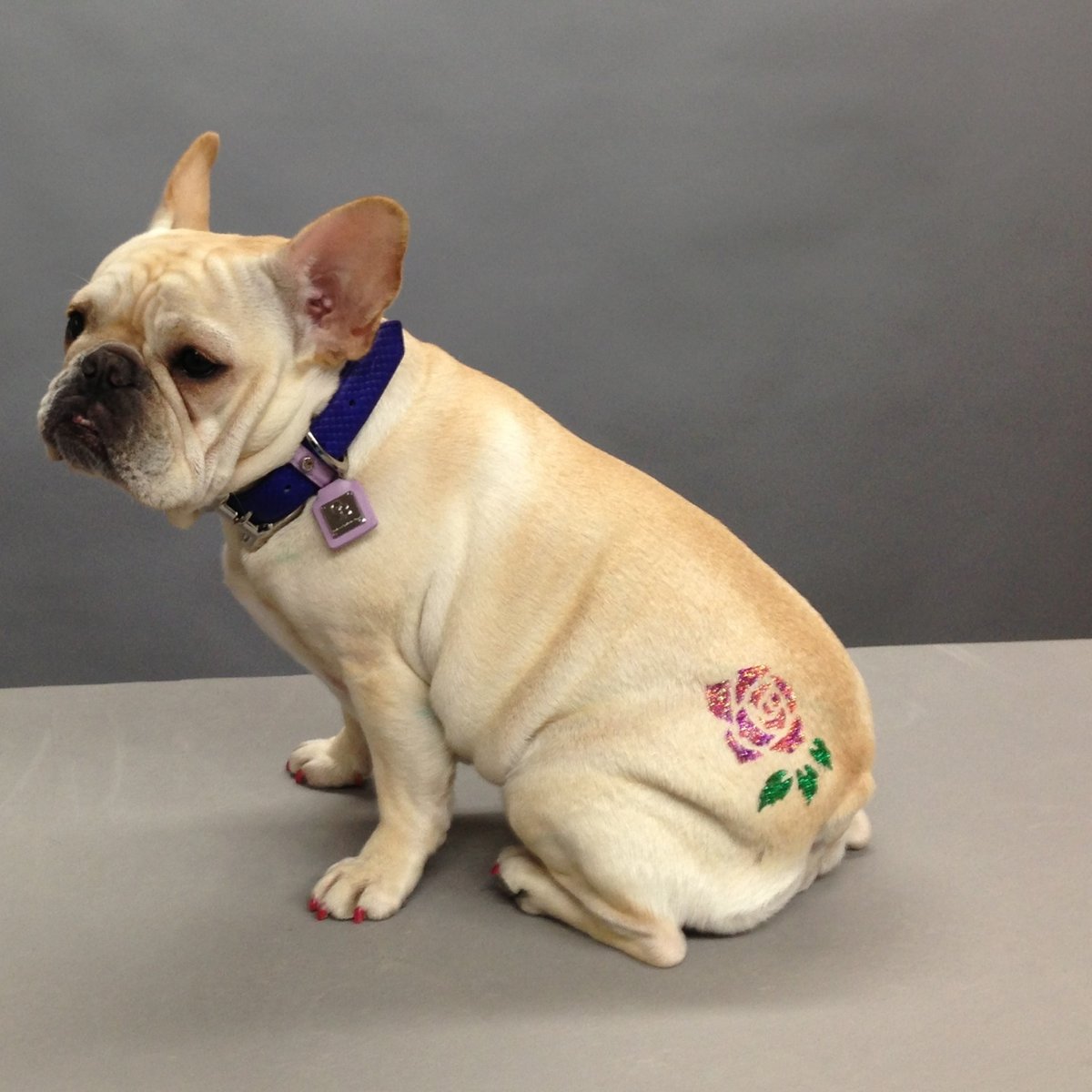A nova moda de tatuagem Tatuagem De Cachorro Conheca A Nova Moda Do Mundo Pet