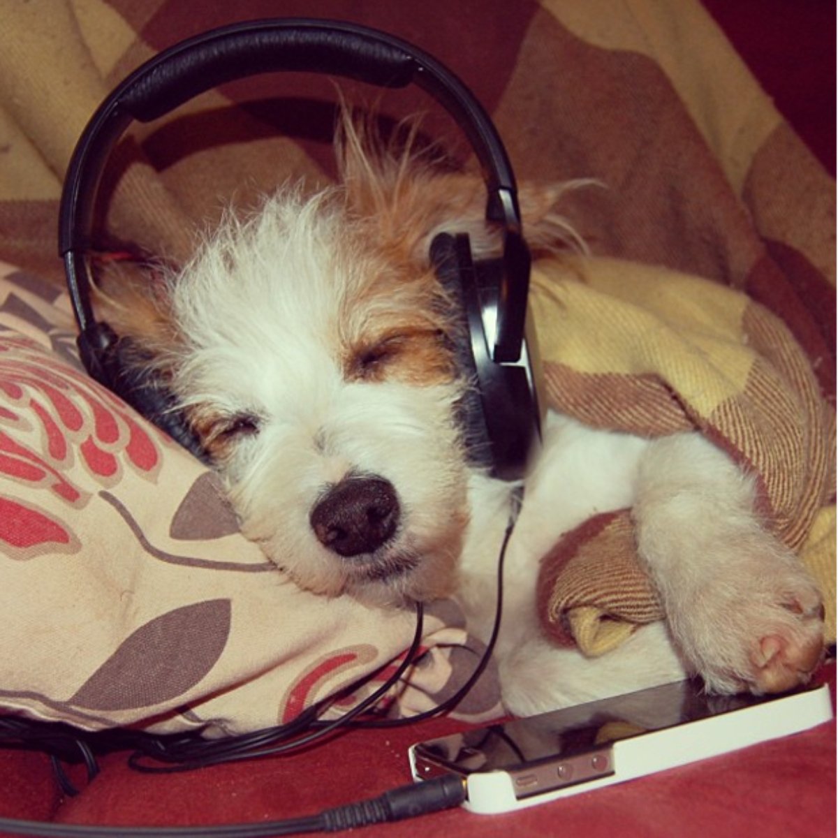 1 Ano De Cachorro Equivale A Quantos Anos Do Ser Humano Como Se Calcula A Idade Humana De Um Cao