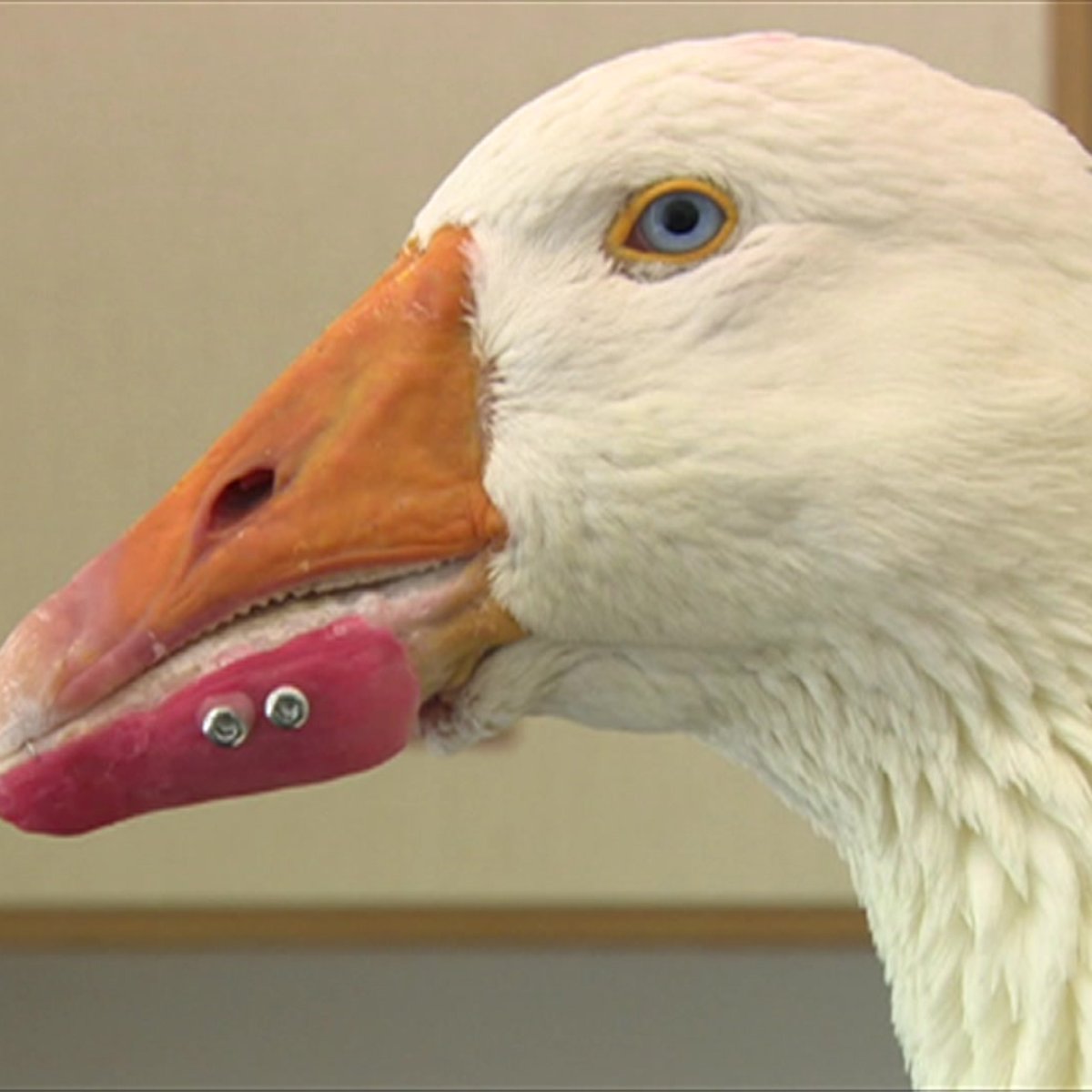 Ganso Que Perdeu Parte Do Bico Em Acidente Recebe Bico Artificial