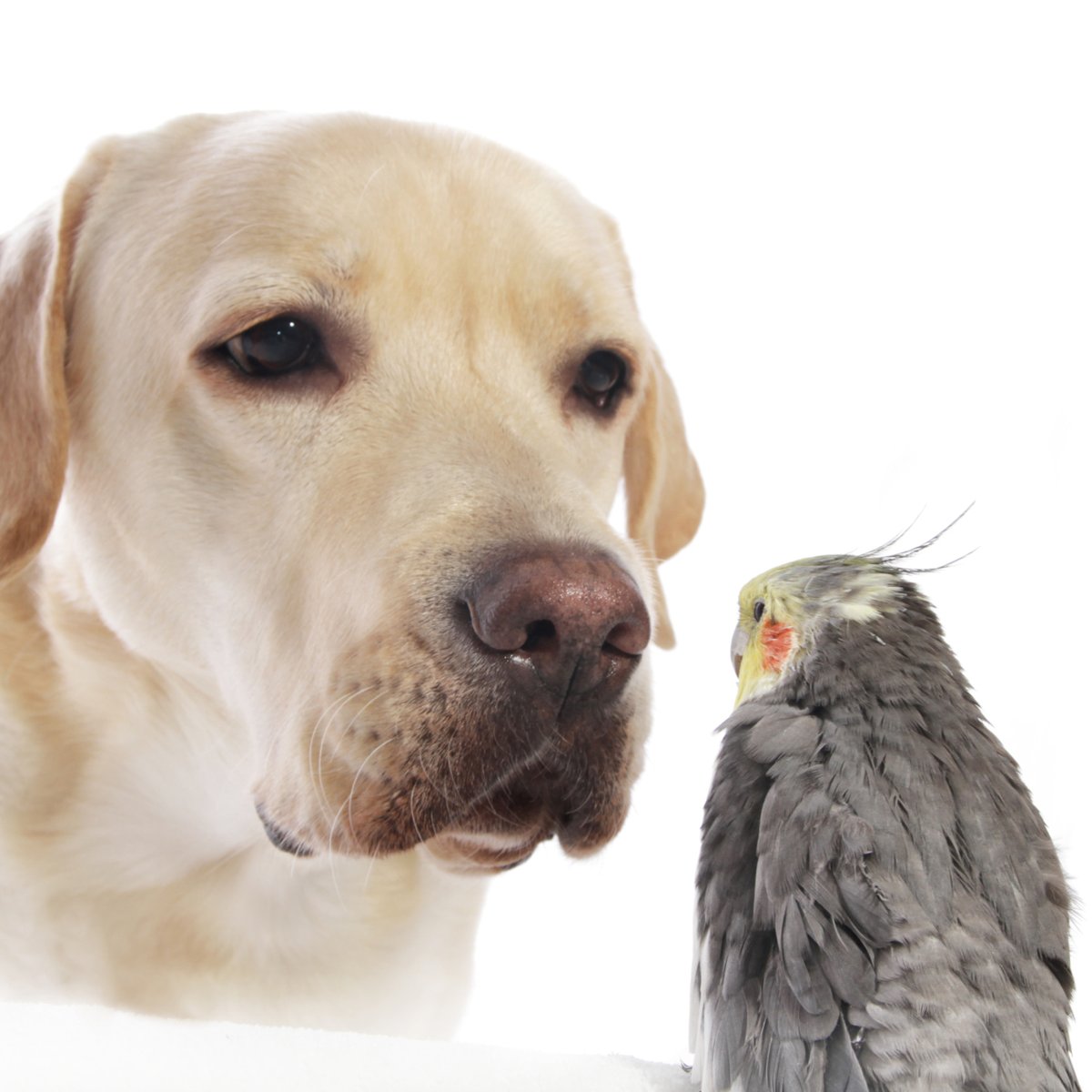 Cachorro e passarinho