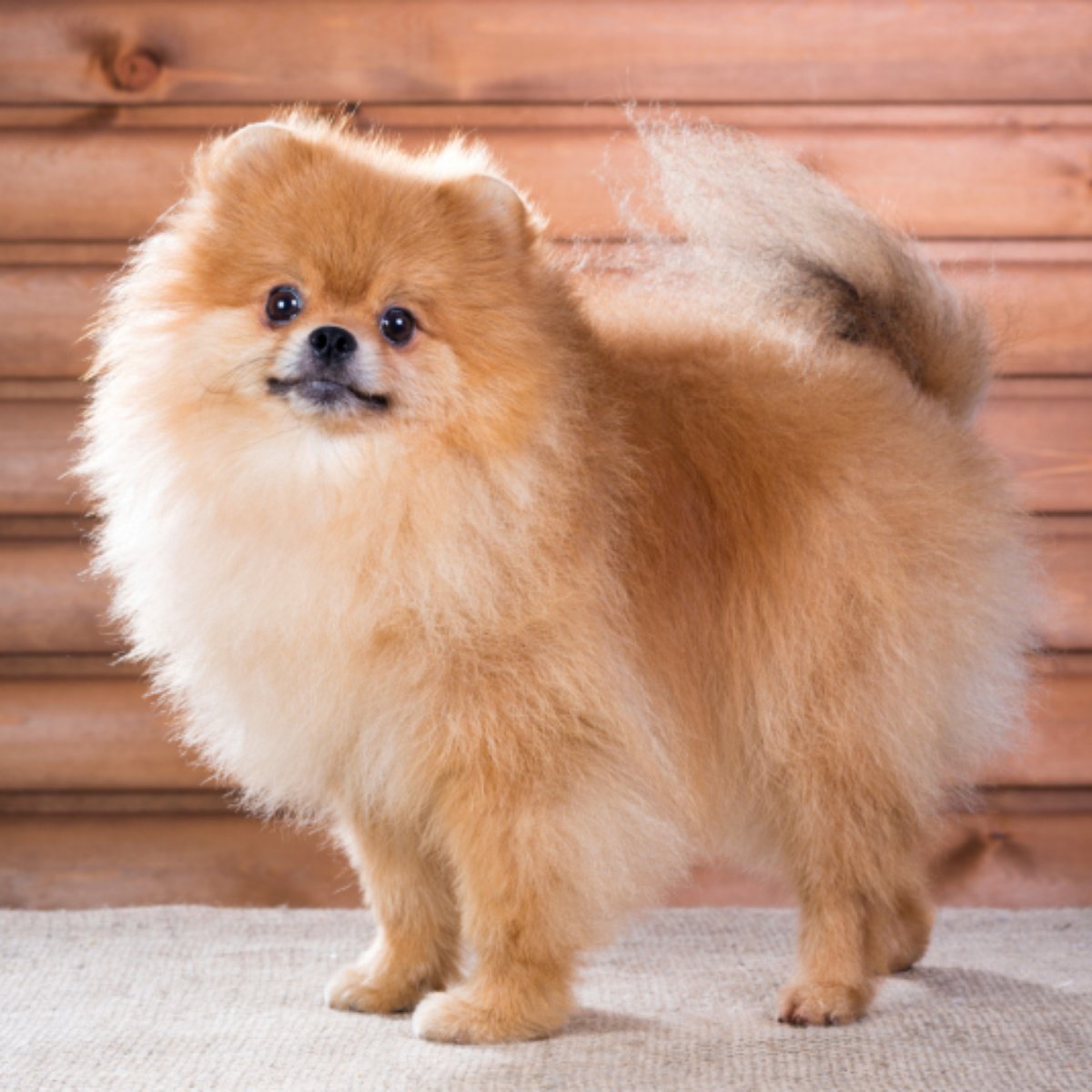 Raça de cachorro carinhoso