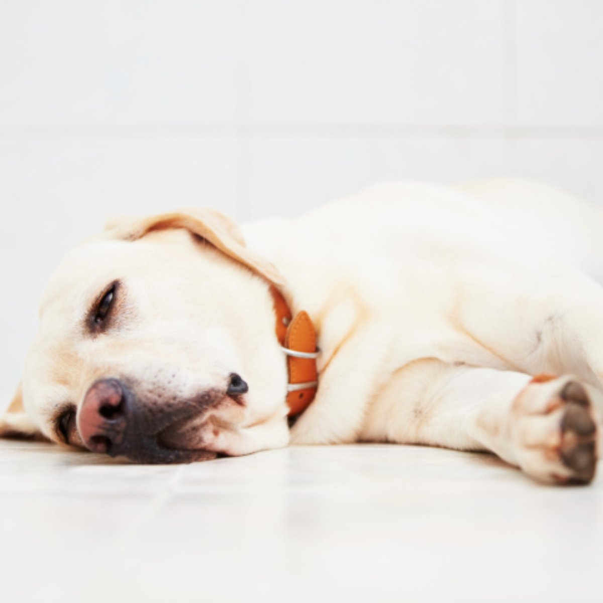 Vômito pode ser intoxicação e doenças virais em cães