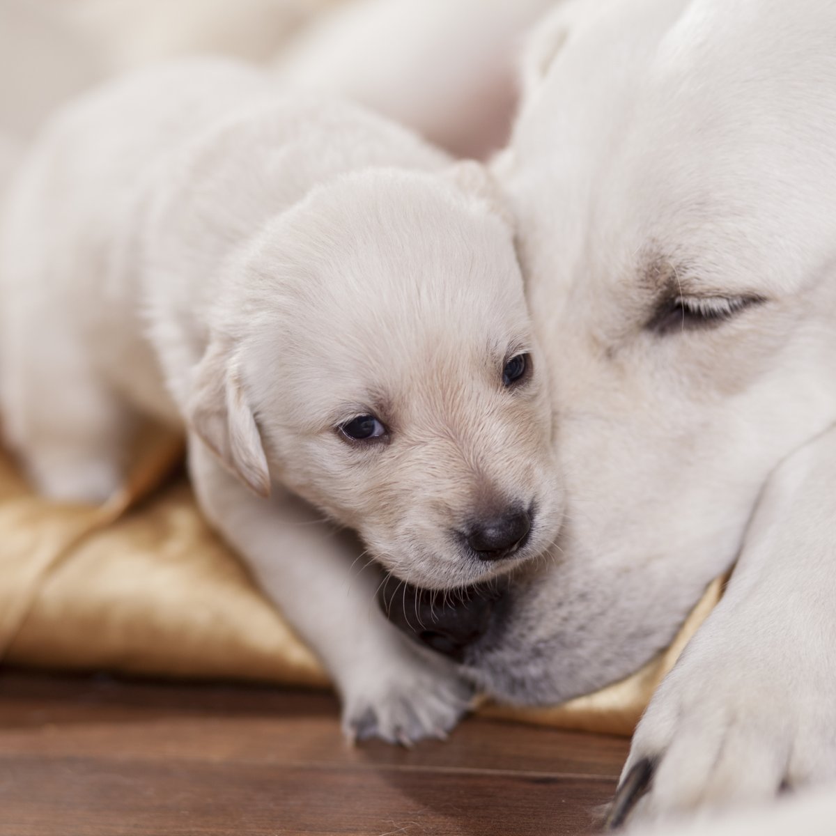Inseminação artificial em cachorros preço clearance