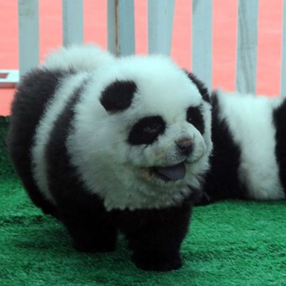 Cachorro panda clearance