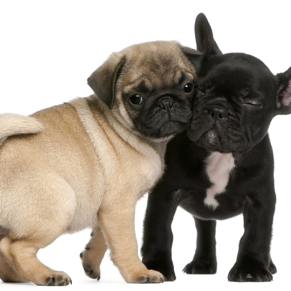 Pug misturado com bulldog francês clearance