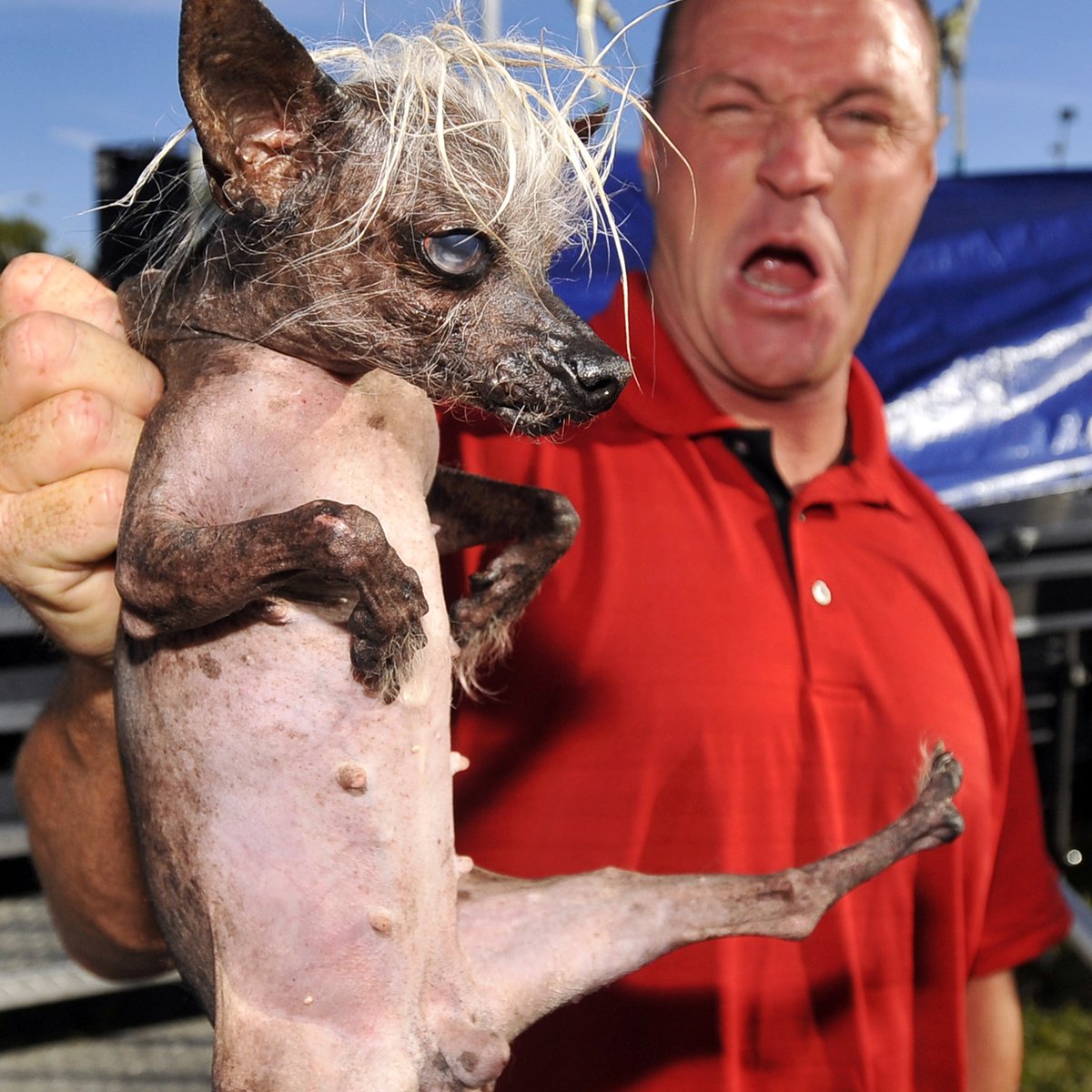 Concurso na Califórnia elege o cão mais feio do mundo