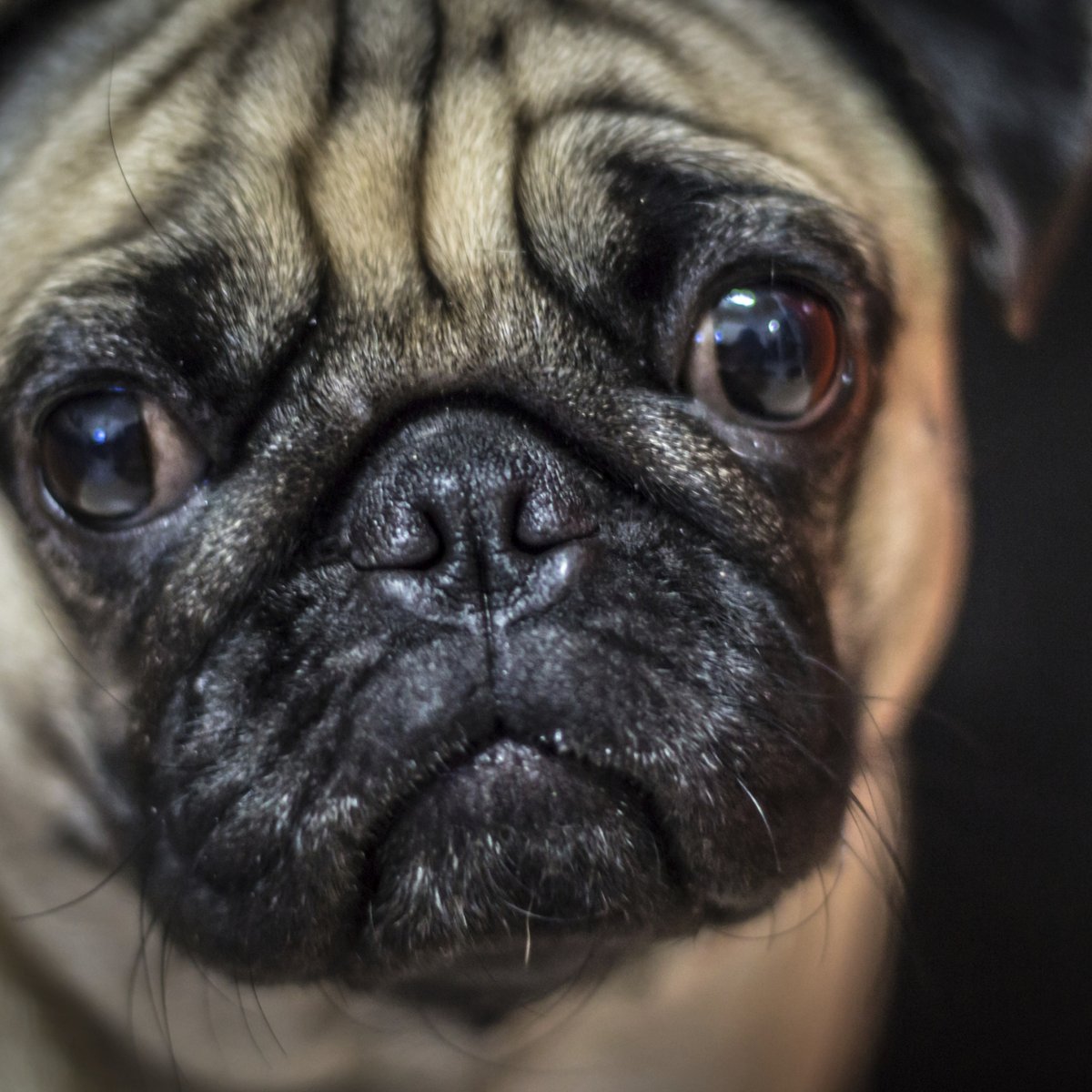 Olho de pug Clearance